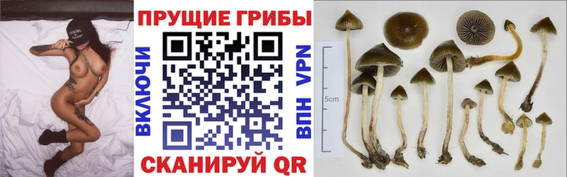 Псилоцибиновые грибы мицелий  наркошоп  Новочебоксарск 